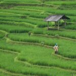 Rencana Jangka Panjang Pembangunan Posyandu di Desa Cideng